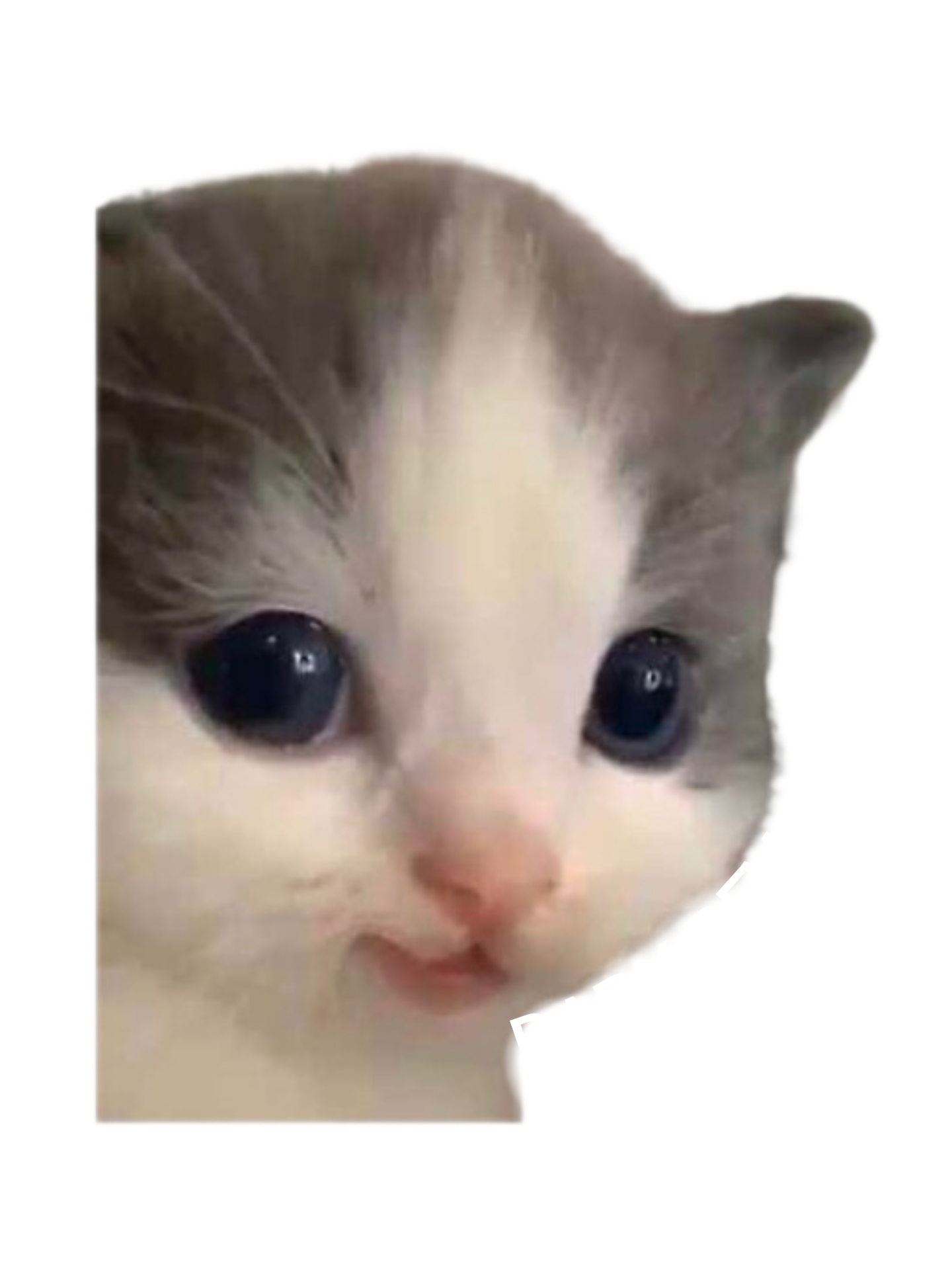 کیر کیان دهن همتون