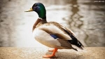 اردک اصل ورامین
